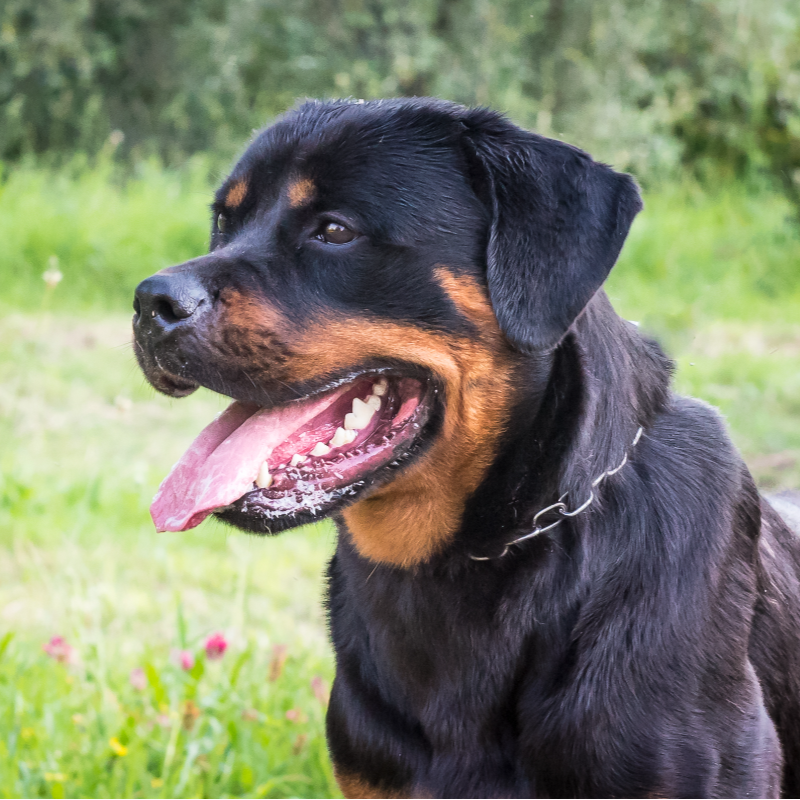 Rottweiler